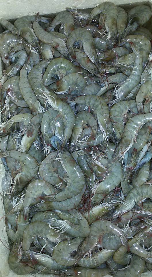 CAMARÃO FRESCO